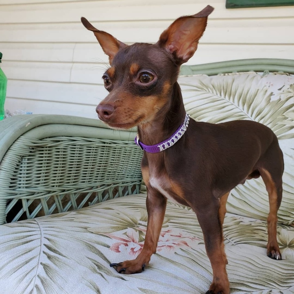 Meet your Posher, Crazyfool